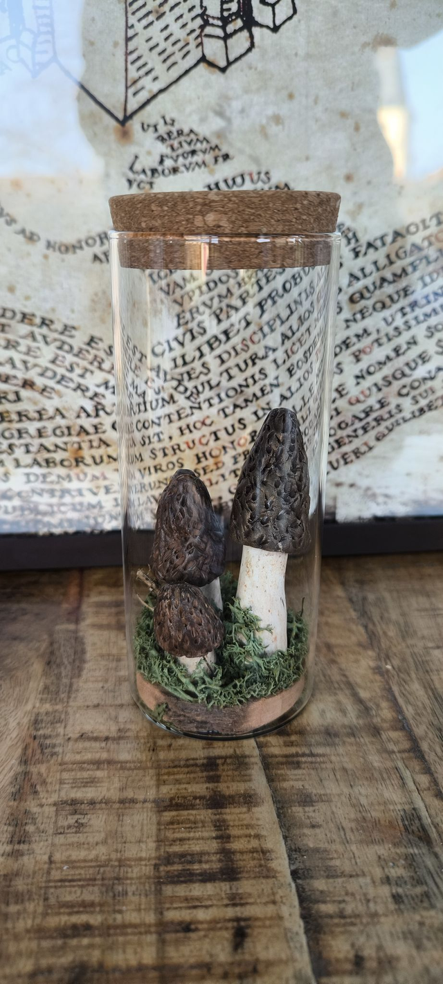 Champi&#039;Morilles