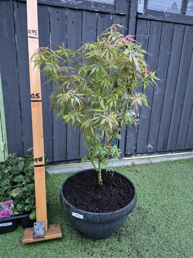 Erable palmatum Jerre Schwartz coupe 31cm