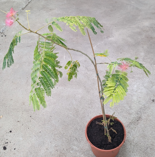 Albizia Seidenbaum