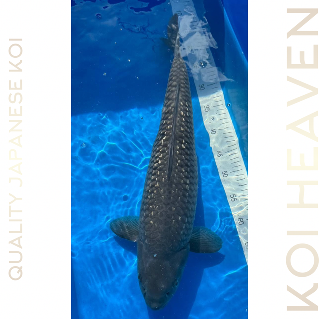 Koda Koi Farm Soragoi  Sansai  56cm