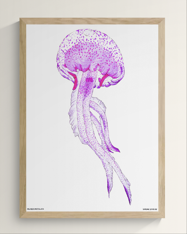 Pelagia Noctiluca – Affiche naturaliste de méduse