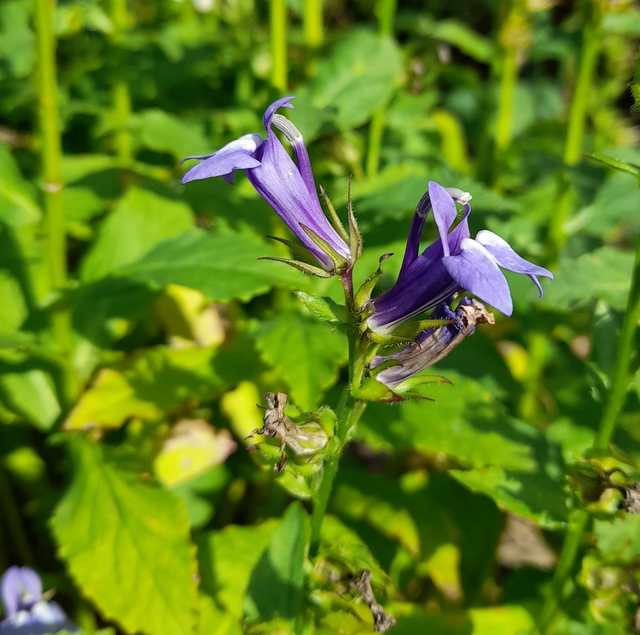 lobelia siphilitica - 1ltr pot