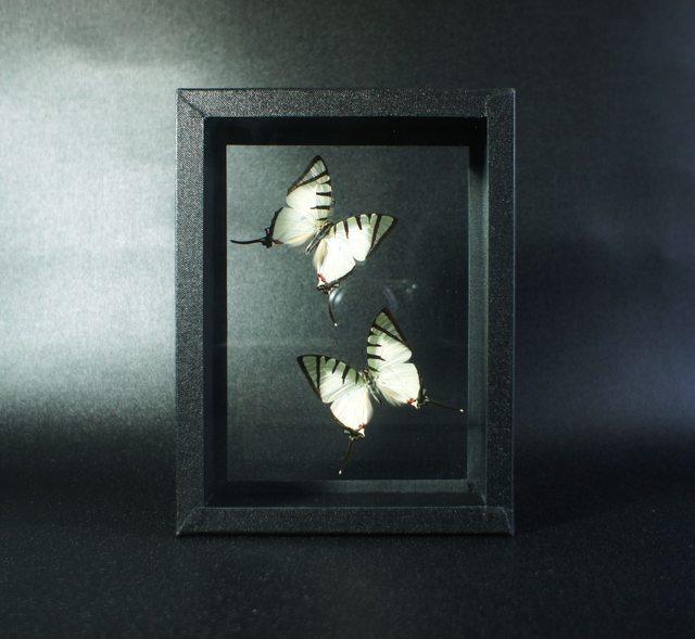 Graphium agetes (DV)