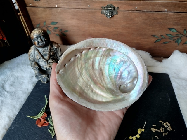 Coquille d'Ormeaux Moyenne