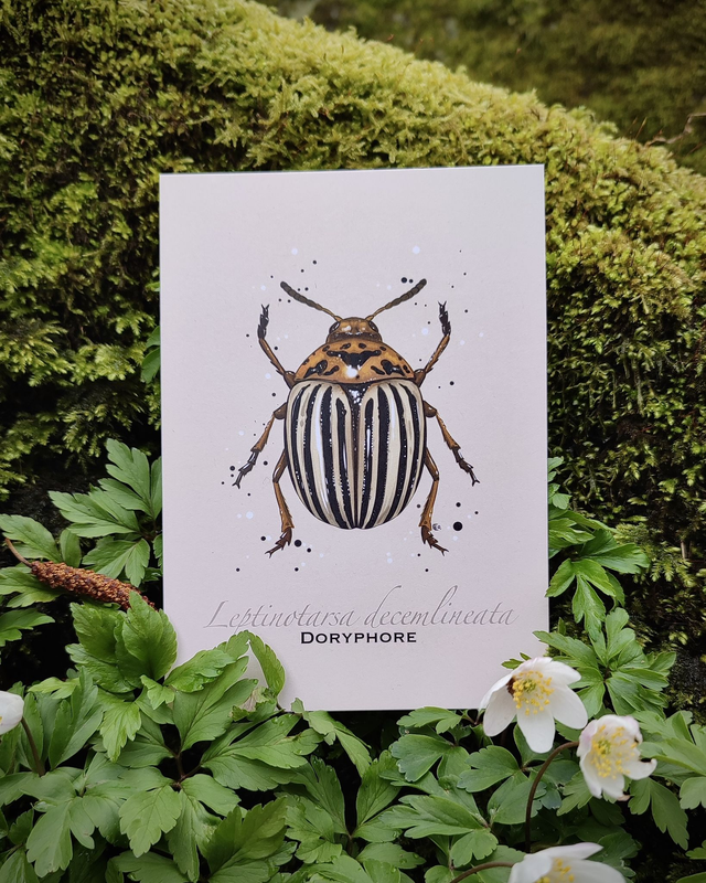 Doryphore - Carte format A6