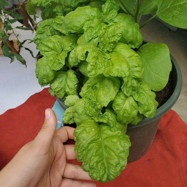 Basilic Mammoth (grandes feuilles)