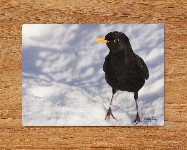"Billy Blackbird in the Snow" Glass Worktop Saver 