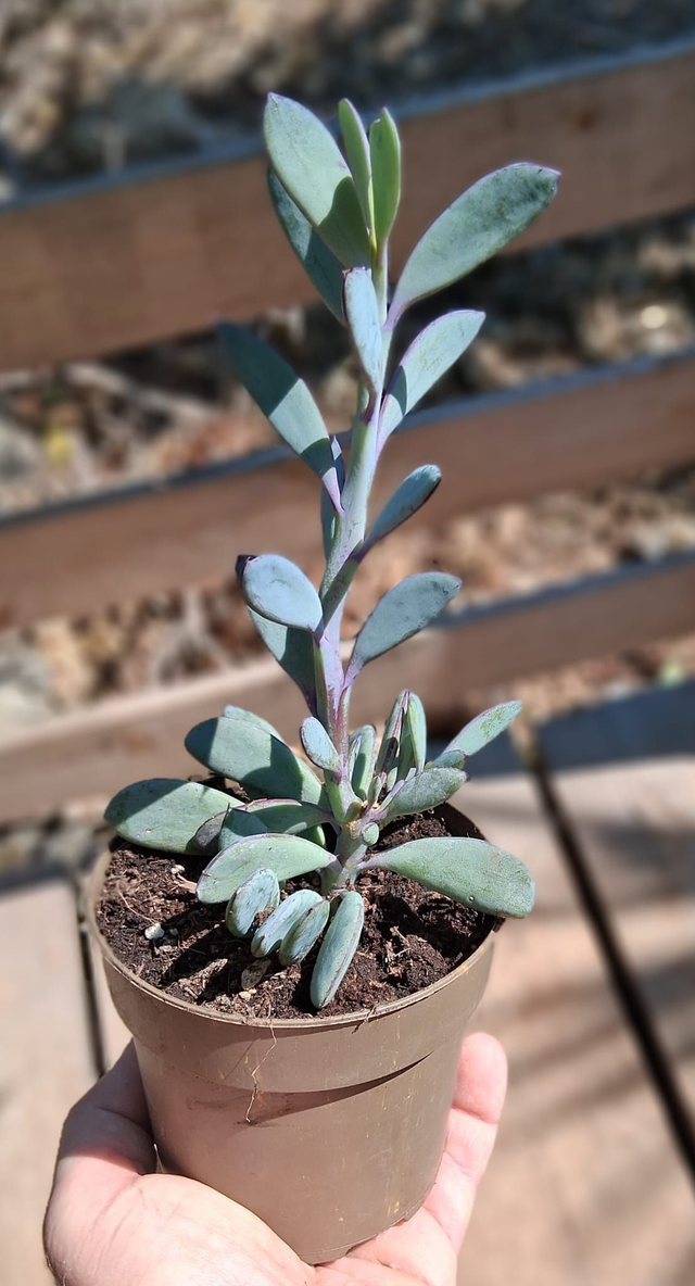 D62 . Senecio Crassissimus