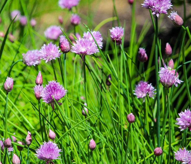  Chives 'Bohemia'