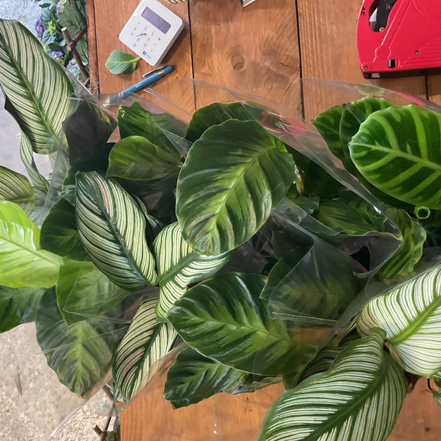 Calathea