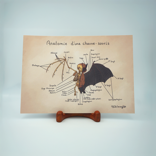 Print - Anatomie d'une chauve-souris