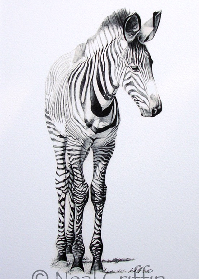 Grevy’s Zebra Foal drawing