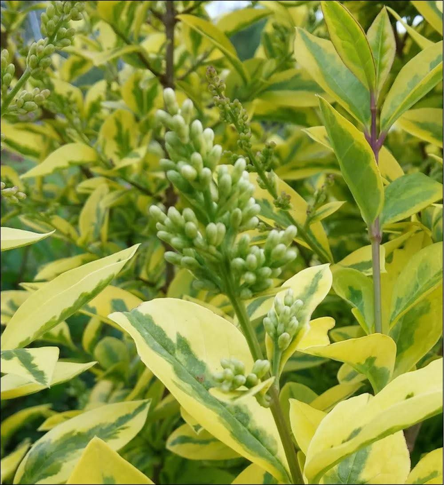 Ligustrum lucidum 'Excelsum Superbum' Variegated Chinese privet - 1lt pot