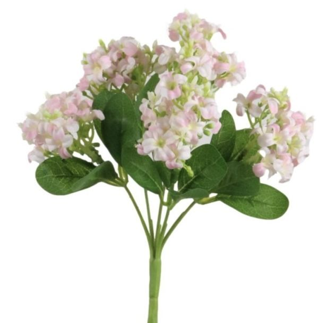 Lacey Hydrangea Bush