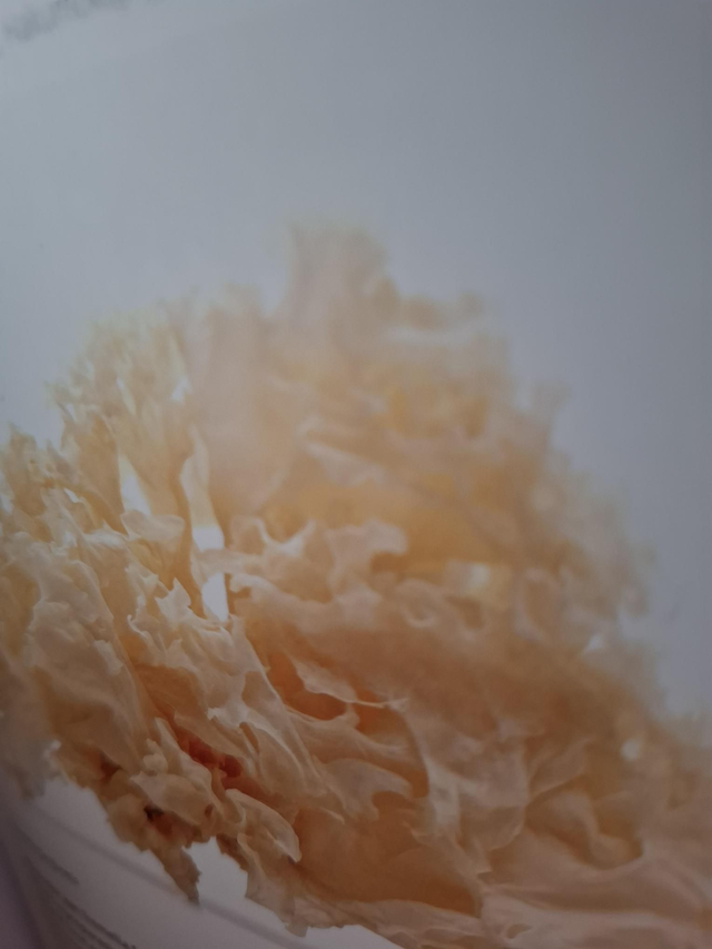 Tremella Fuciformis  of zilveroortje 