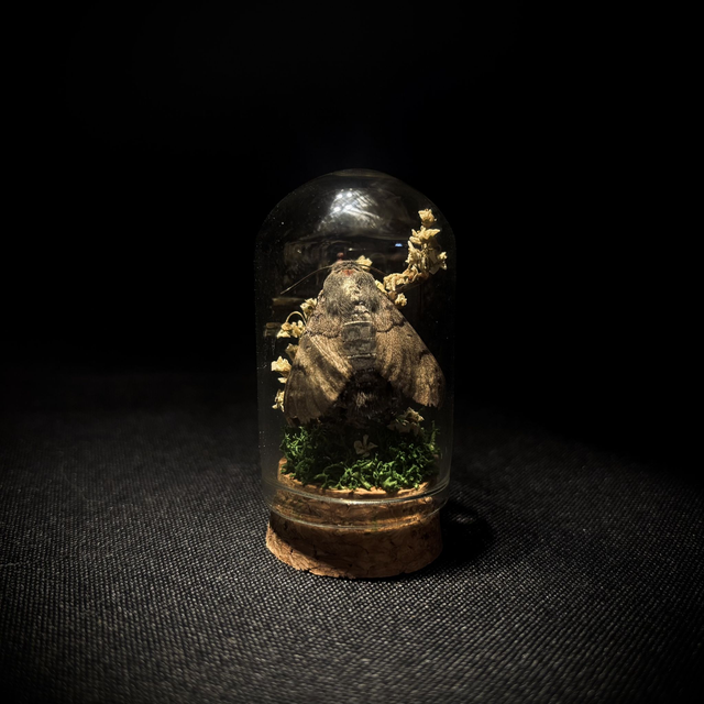 Miniature - Plusieurs choix