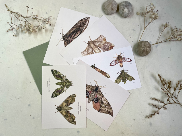 Moth Postcards &amp; Stickers