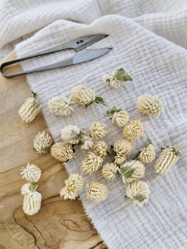 Vide atelier - Gonphrena blanc