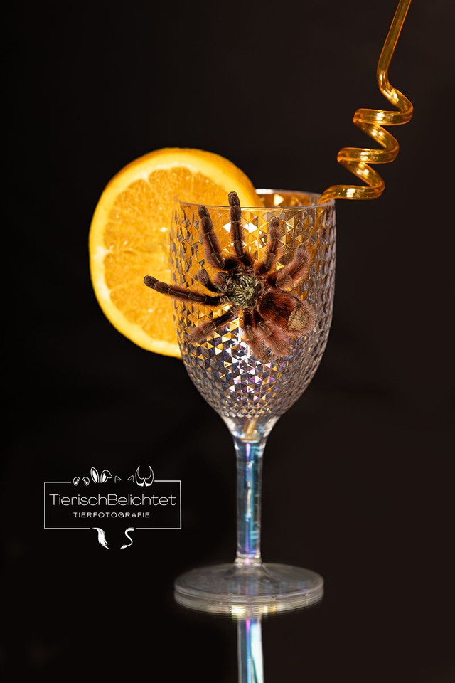 Martinique Vogelspinne - Hochformat