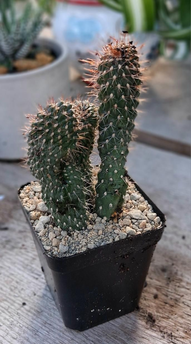 D162 . Cilindropuntia vaso 7x7