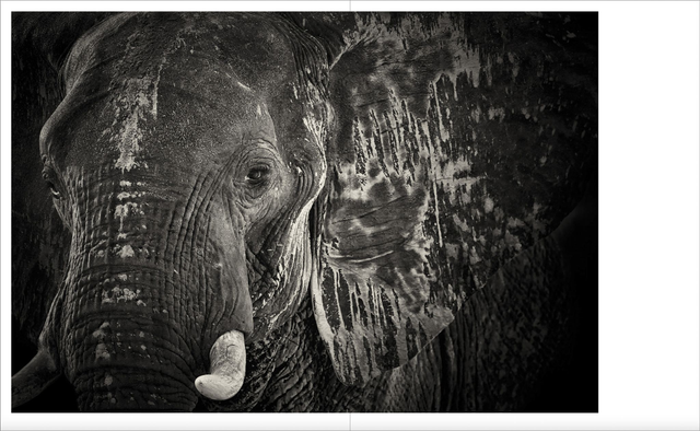 Dans l'ombre des éléphants