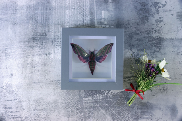 Ethical Entomology: Elephant Hawk Moth