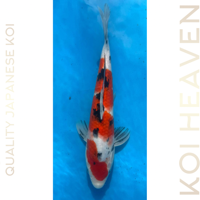 Shintaro koi farm Sanke Tosai 29cm