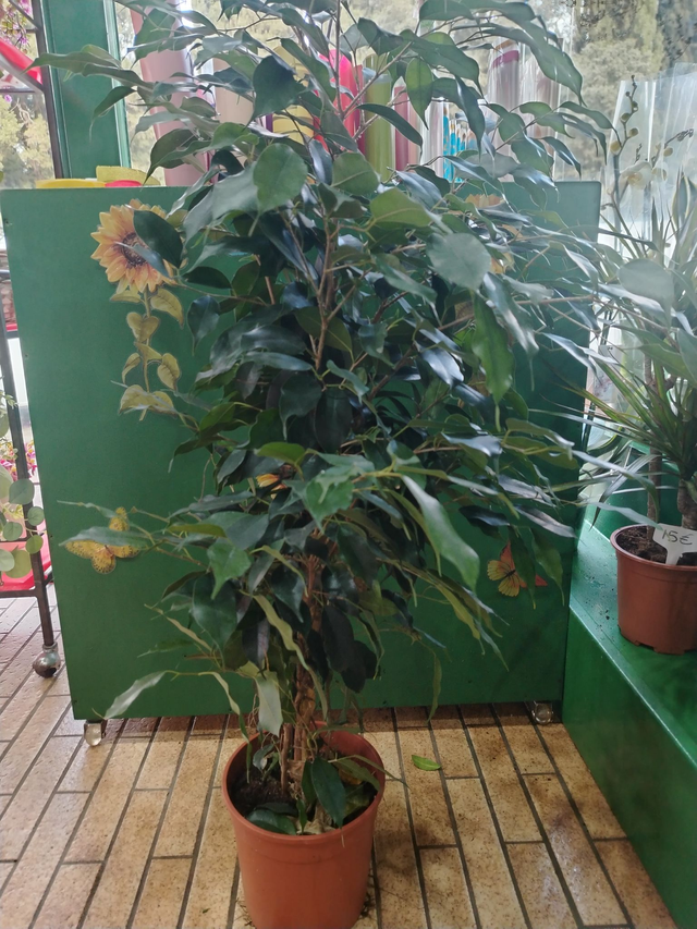 Ficus Benjamin