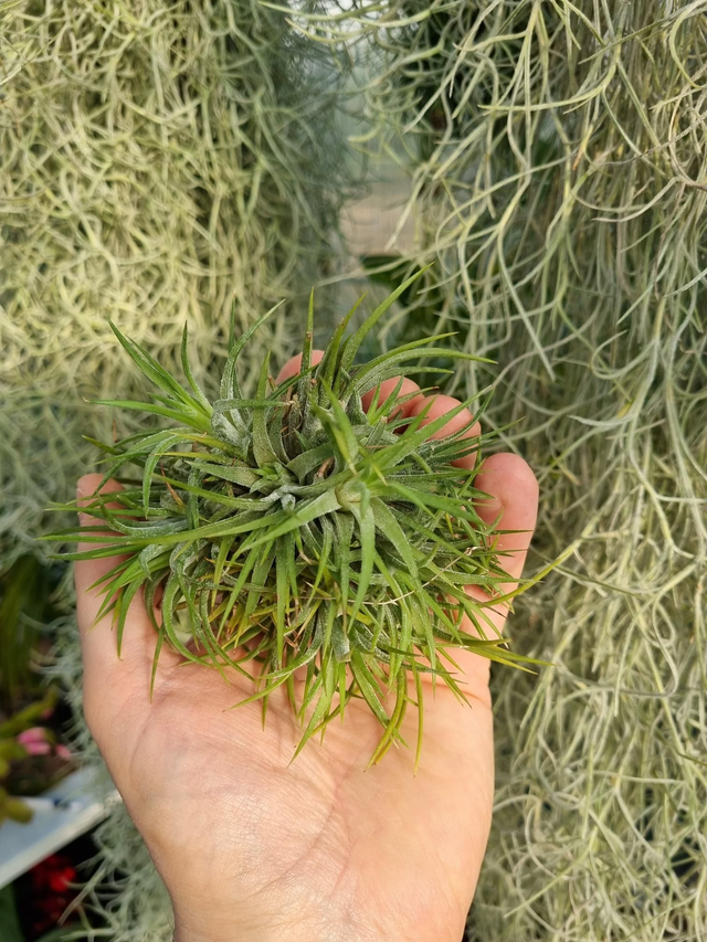 Tillandsia ionantha boule