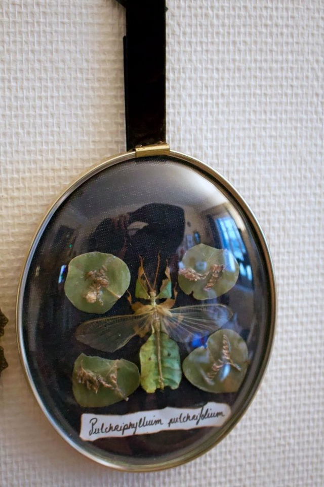 Pulchriphyllium pulchrifolium