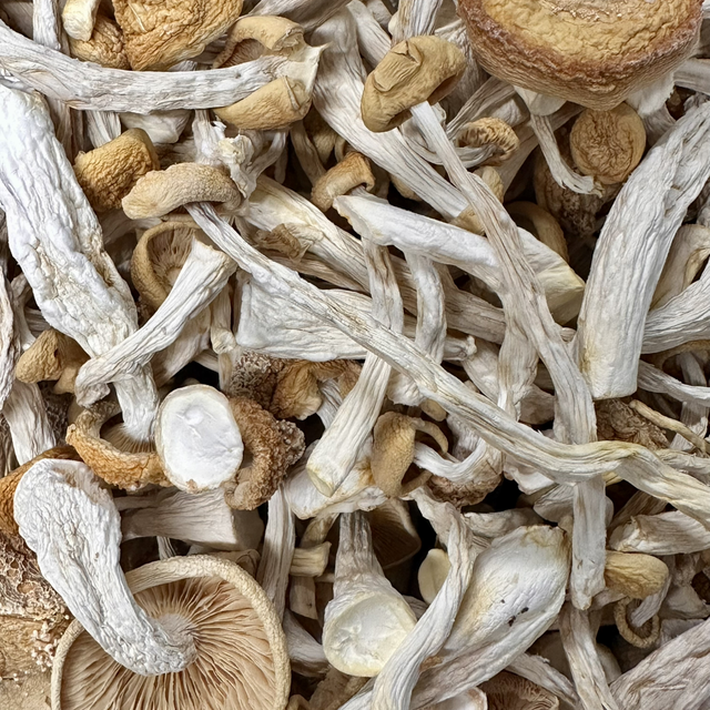 Gedroogde beukenzwam BIO - 25g verpakt