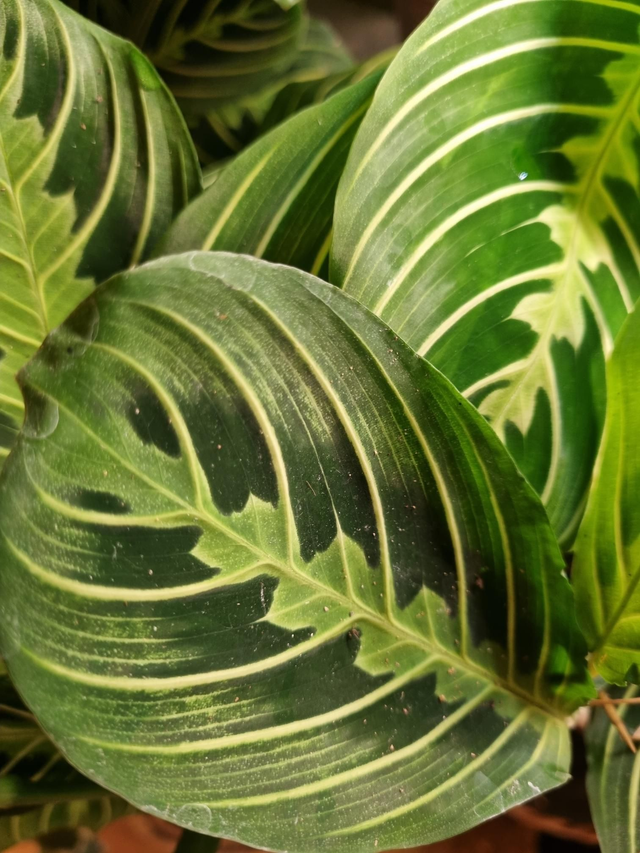 Maranta 12cm pot 