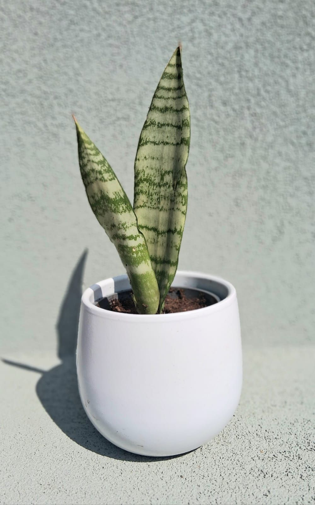 C103 . Sansevieria 'Laurentii Larenzii' in Vitoria 14B cachpot