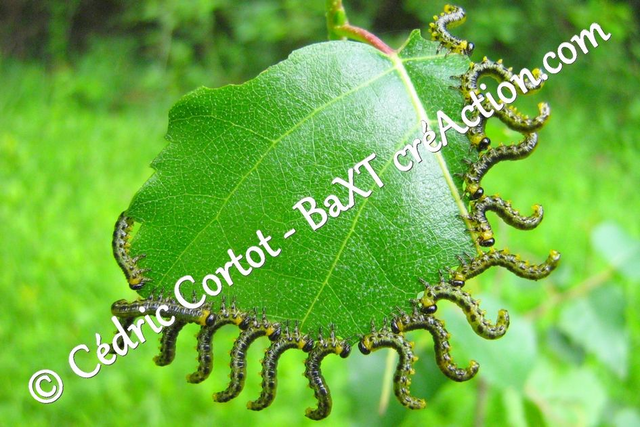 Impression sur alu dibond - Le petit monde du Vivant (ref Chn (3))