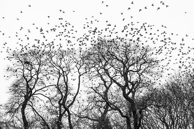 Little Birds, Big Bangs