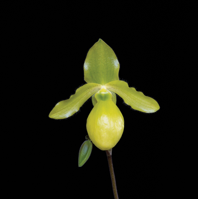 Settling with a Smile Essence