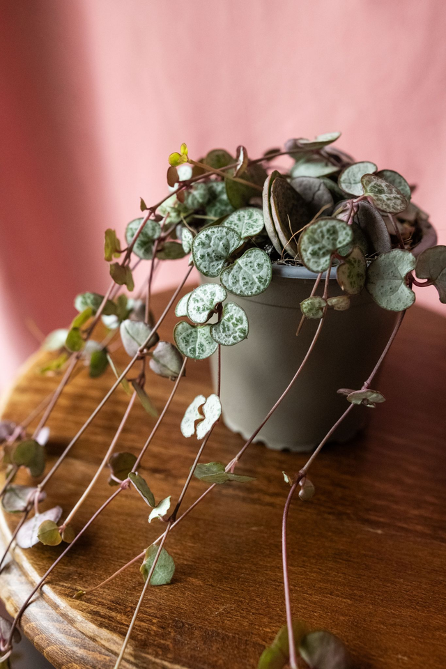 Ceropegia Woodii 'Silver Glory' (string of hearts) 🌿