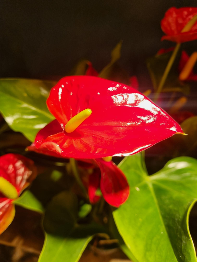 Anthurium mix 12cm pot 