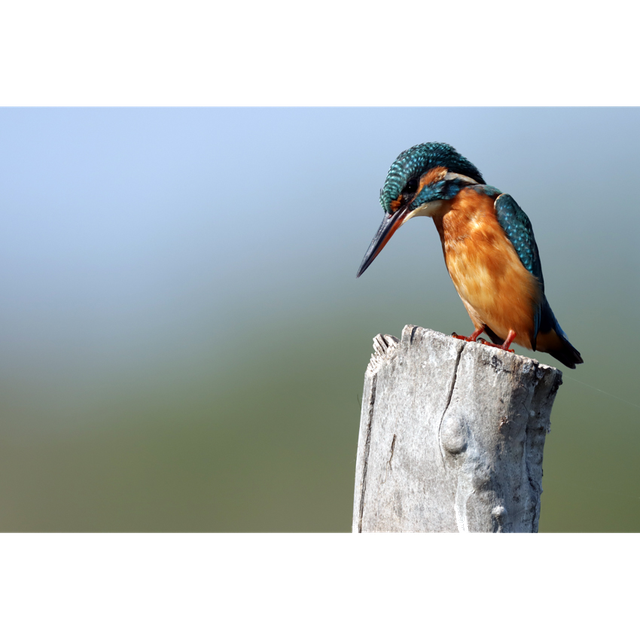 Martin Pêcheur - réf: 7736