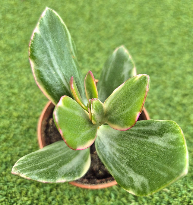 Crassula ovata &#039;Obliqua&#039; (Variegated Jade Plant)
