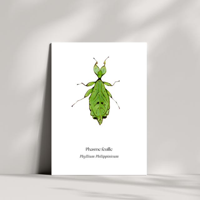 Cartes - Phasme feuille