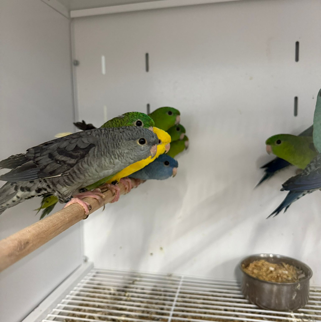 Lineolated Parakeets, Single