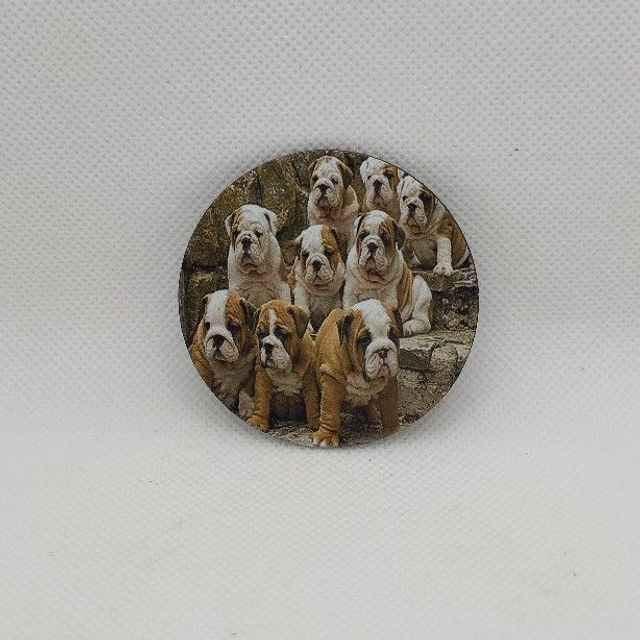 Chien - Bulldog anglais