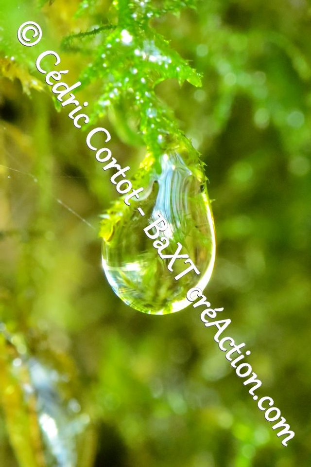 Impression sur alu dibond - Rosée et gouttes de pluie (ref 8247)