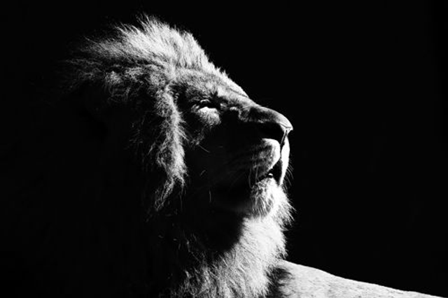 Lion bain de soleil (Noir & Blanc) - ref: 4448nb