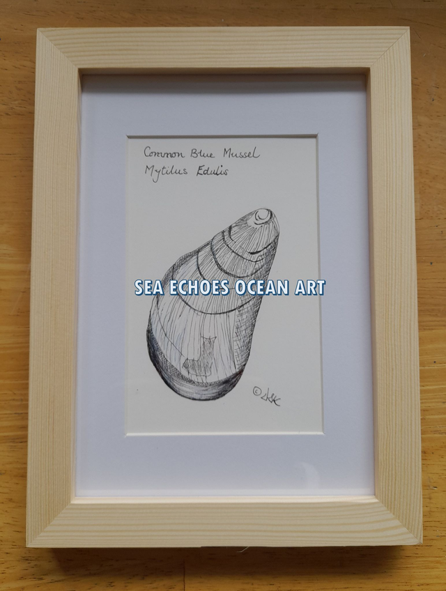 Shell: Blue Mussel – Mytilus Edulis Original