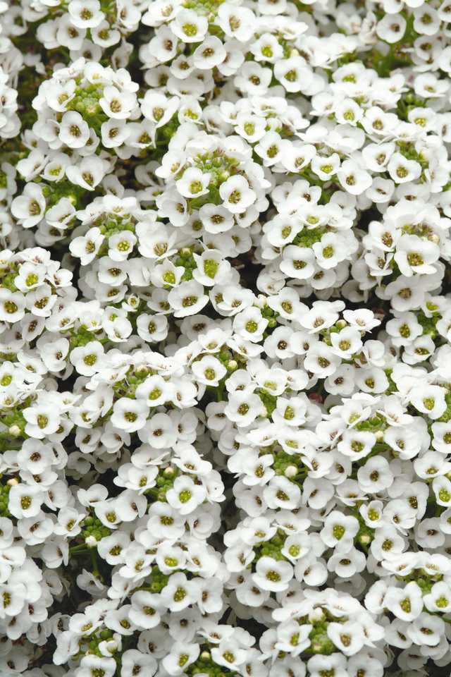 Alyssum (White Clear Crystal) - Tray of 6 plants