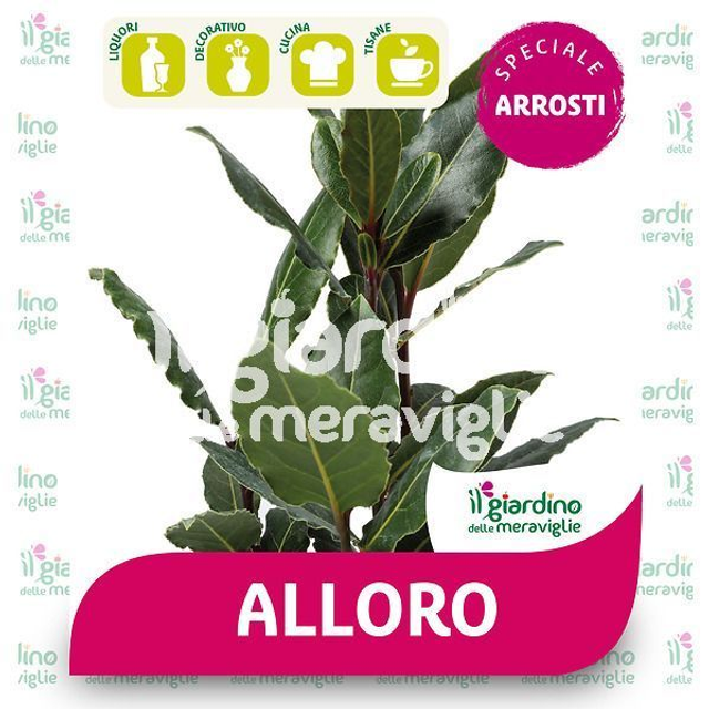 M05 . Alloro in vaso 14