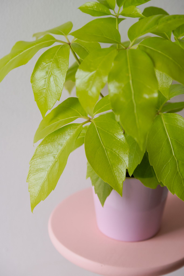 Schefflera Actinophylla Golden Amate 🌿