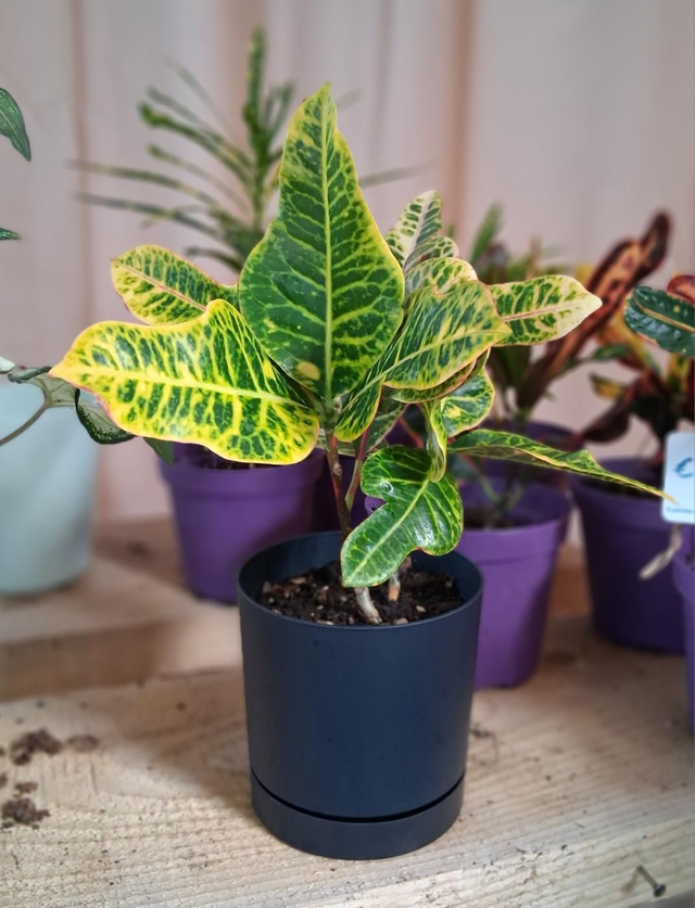 C126 . Codiaeum variegatum in Tubo 13